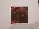 batik bau (60)